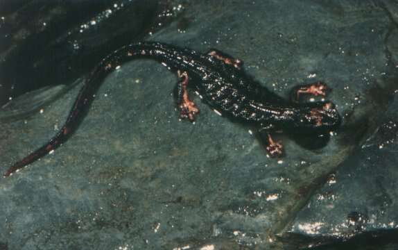 Image of spectacled salamander