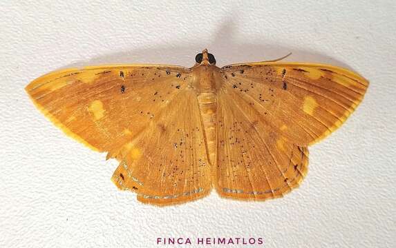 Image of Palyas leprosa Herbulot 1988