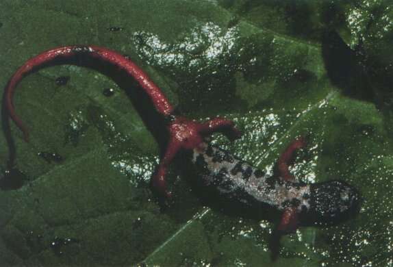 Image of spectacled salamander