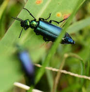 Image of Lytta (Poreopasta) cyanipennis (Le Conte 1851)