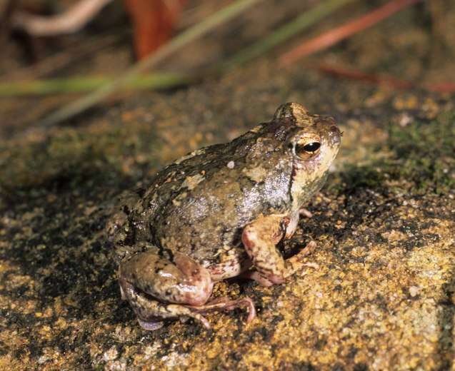 Image of Brown Rain Frog