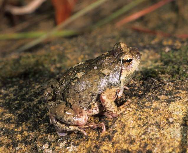 صورة Scaphiophryne brevis (Boulenger 1896)