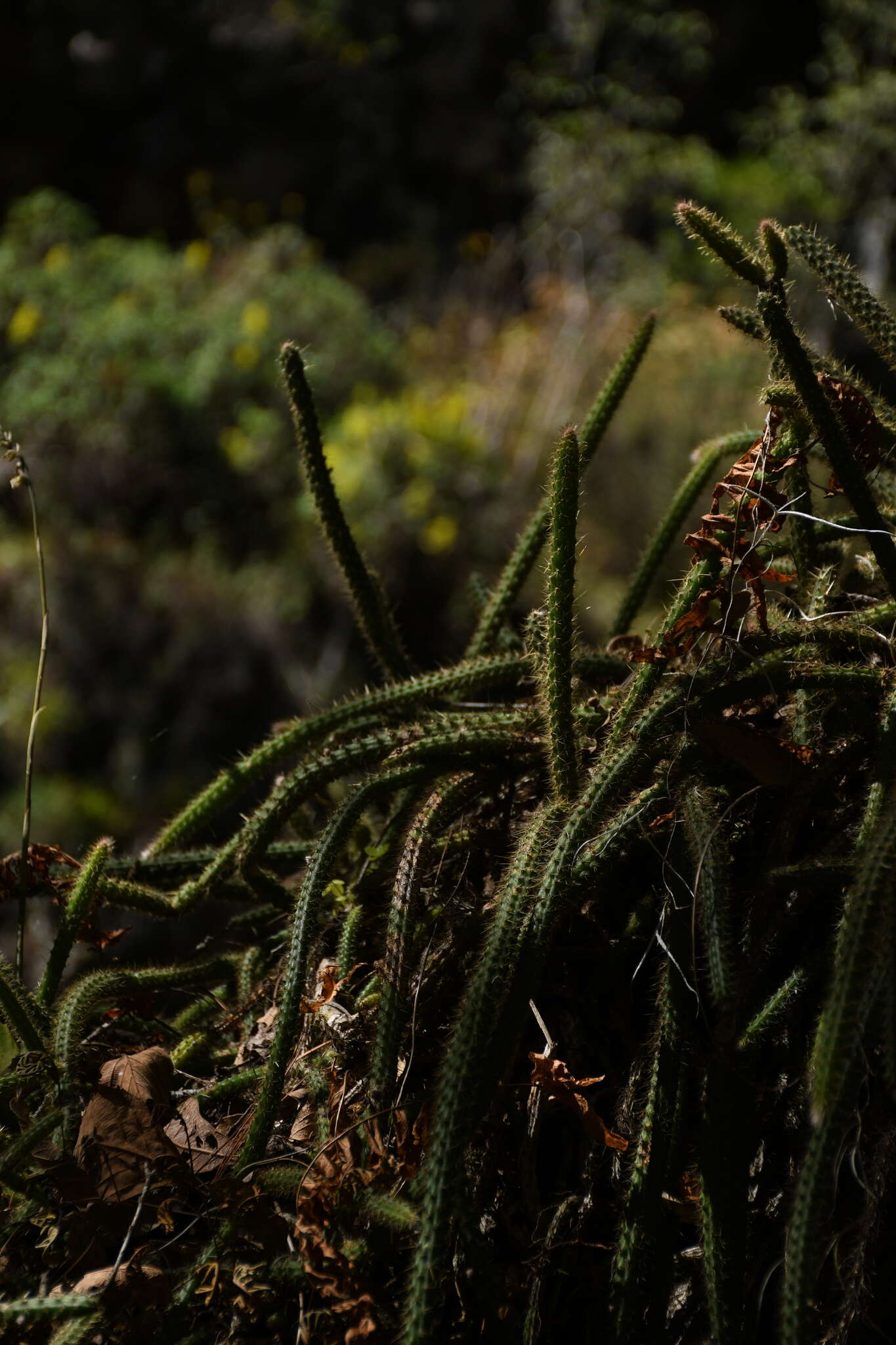 Imagem de Disocactus martianus (Zucc.) Barthlott