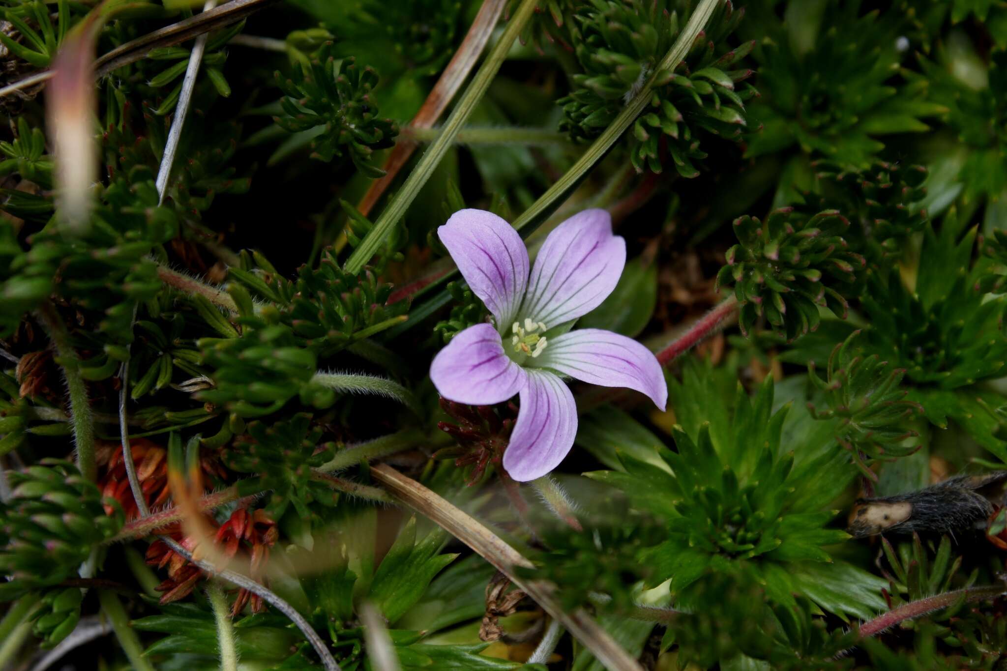 Sivun Geranium multipartitum Benth. kuva