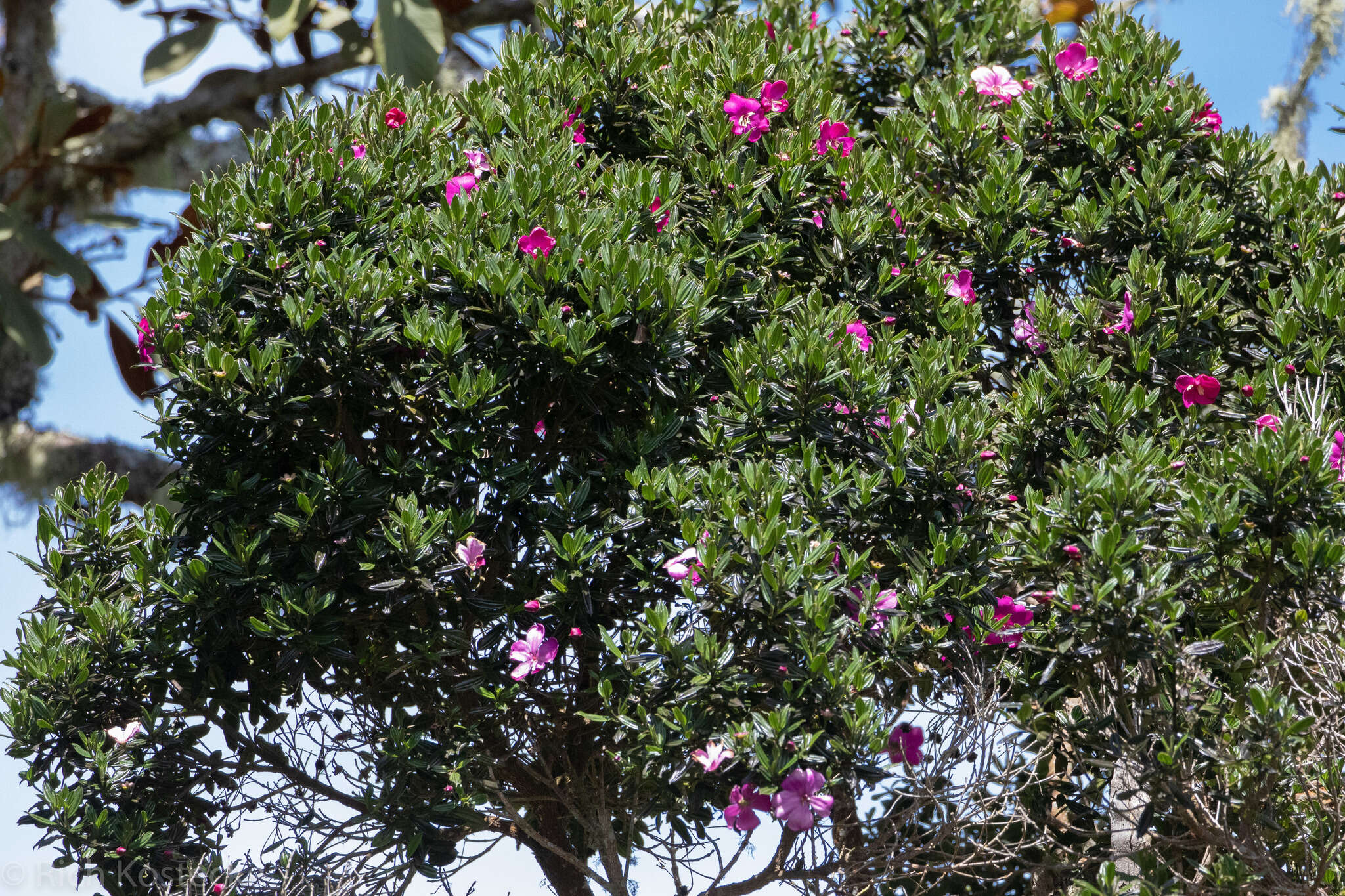 Imagem de Meriania speciosa (Humb. & Bonpl.) Naud.