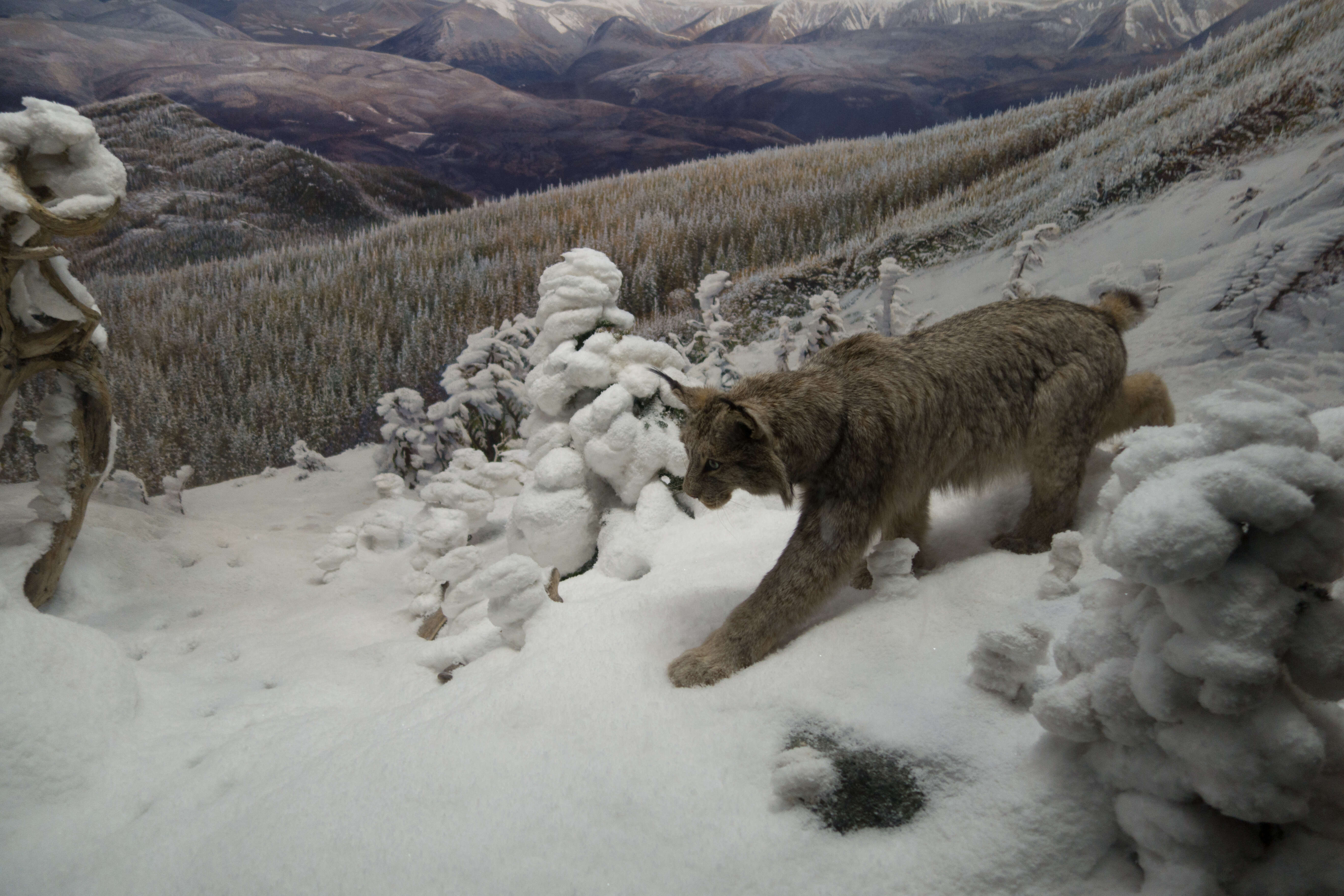 Image of American lynx