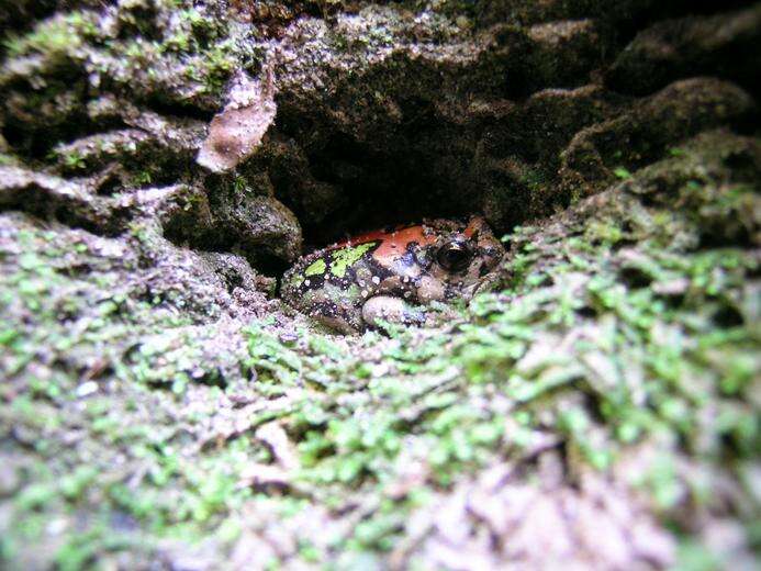 Image of Gottlebe's narrow-mouthed frog