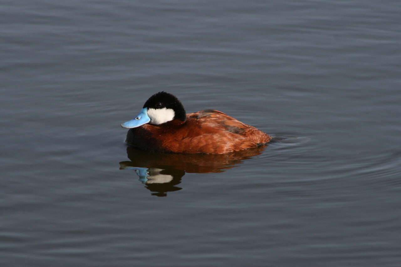 Image of Bluebills