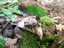 Image of Gottlebe's narrow-mouthed frog