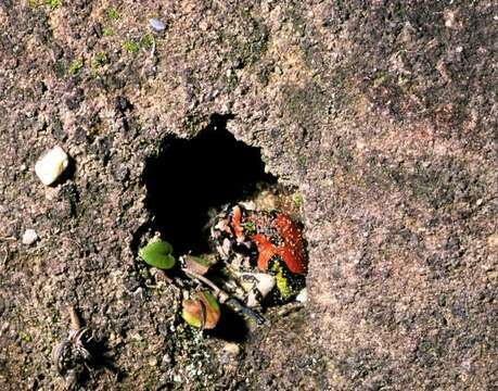 Image of Gottlebe's narrow-mouthed frog