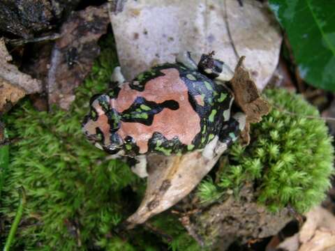 Image of Gottlebe's narrow-mouthed frog