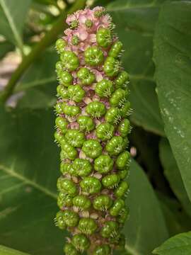 Image of Phytolacca polyandra Batalin