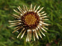 Image of carline thistle