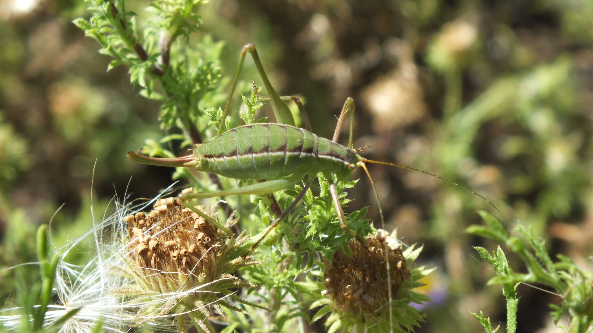 Image de Rhabdocerca