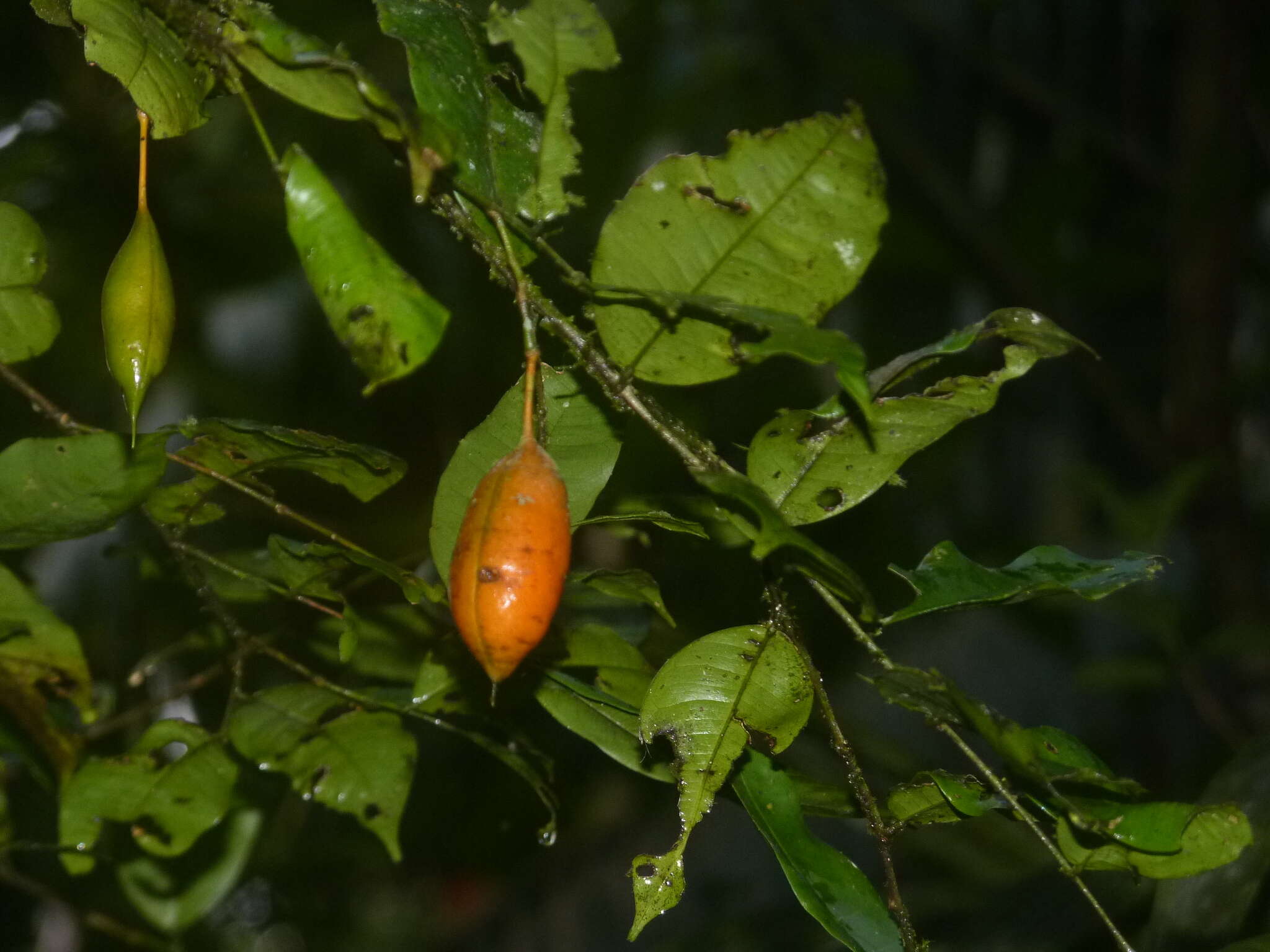 Слика од <i>Swartzia costaricensis</i>