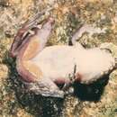 Image of Bruna's Madagascan stream frog