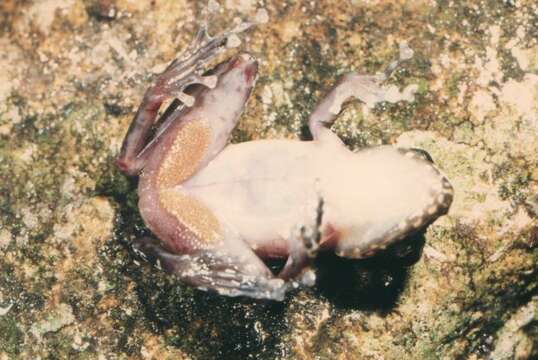 Image of Bruna's Madagascan stream frog