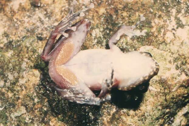 Imagem de Spinomantis brunae (Andreone, Glaw, Vences & Vallan 1998)