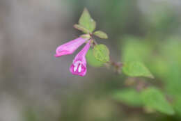 Image of Melampyrum klebelsbergianum Soó