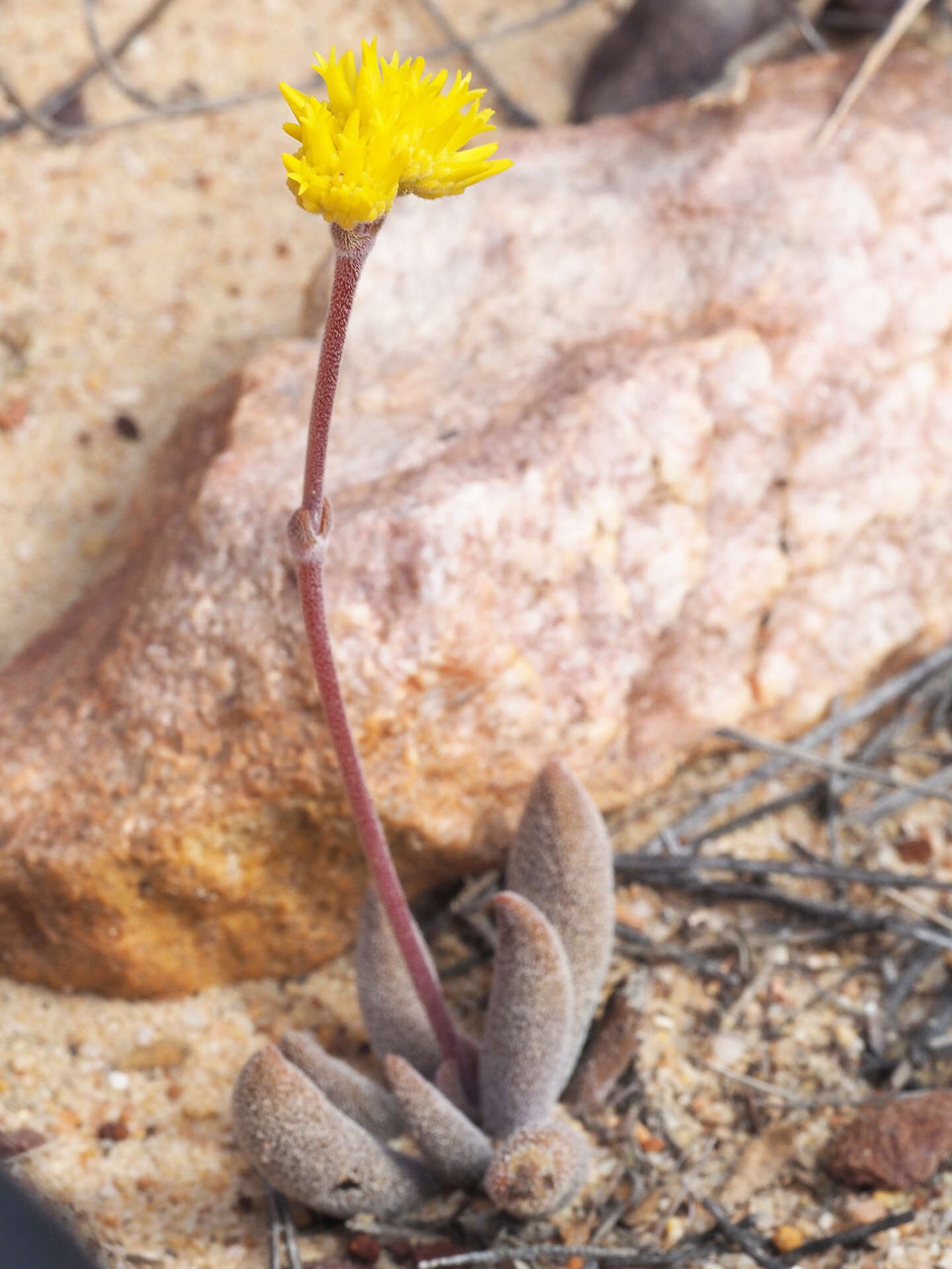 Crassula namaquensis subsp. lutea (Schönl.) Tölken resmi