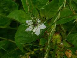 Image of devil in the bush