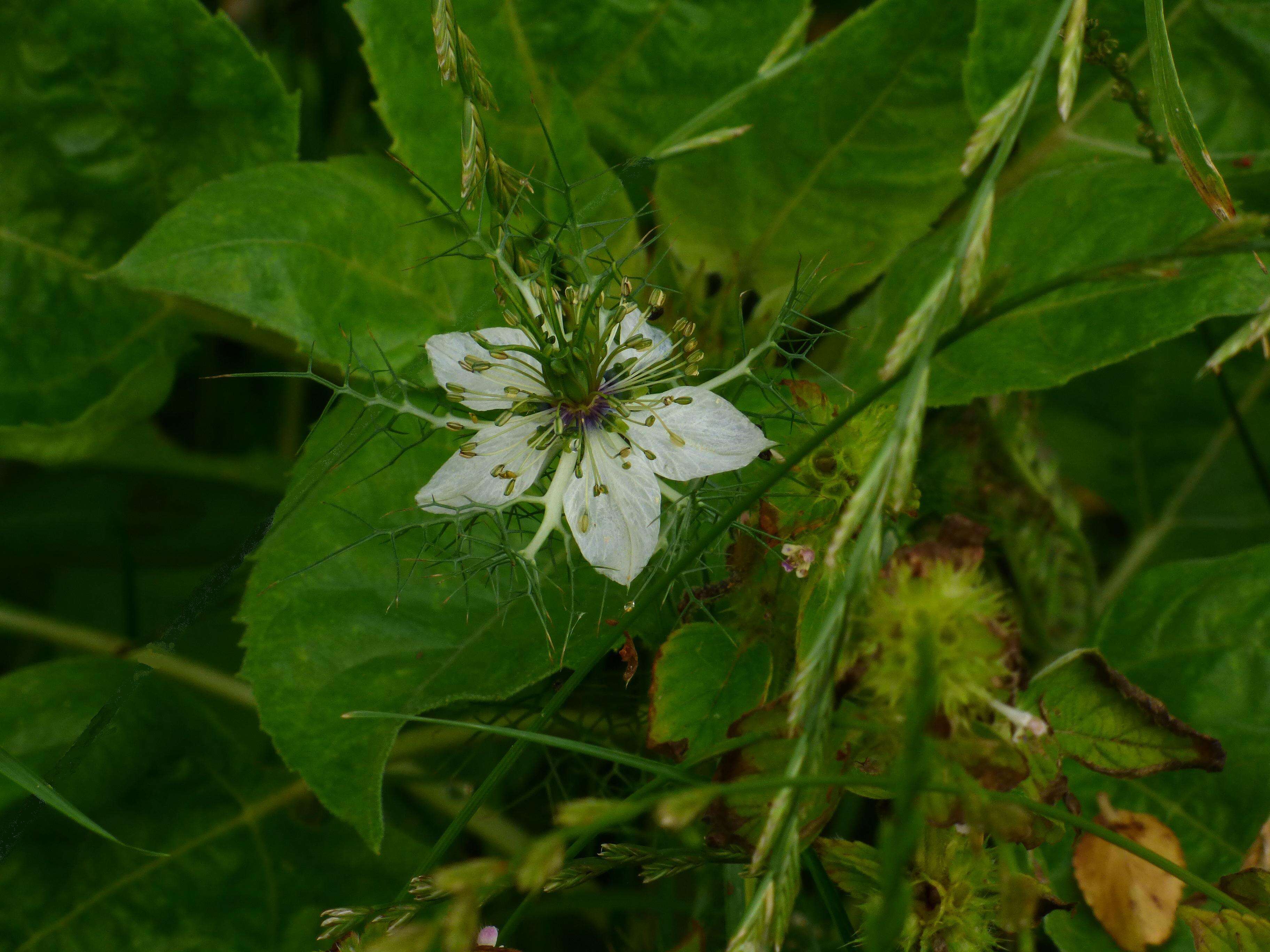 Image of devil in the bush