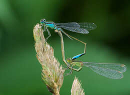 Imagem de Ischnura elegans (Vander Linden 1820)