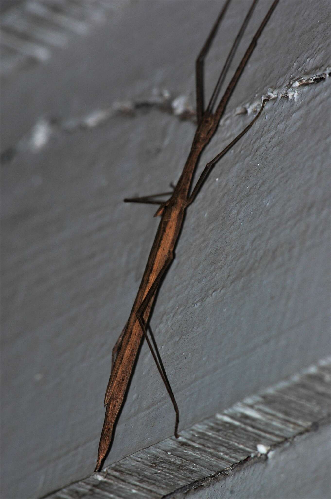 Image of Stick insect