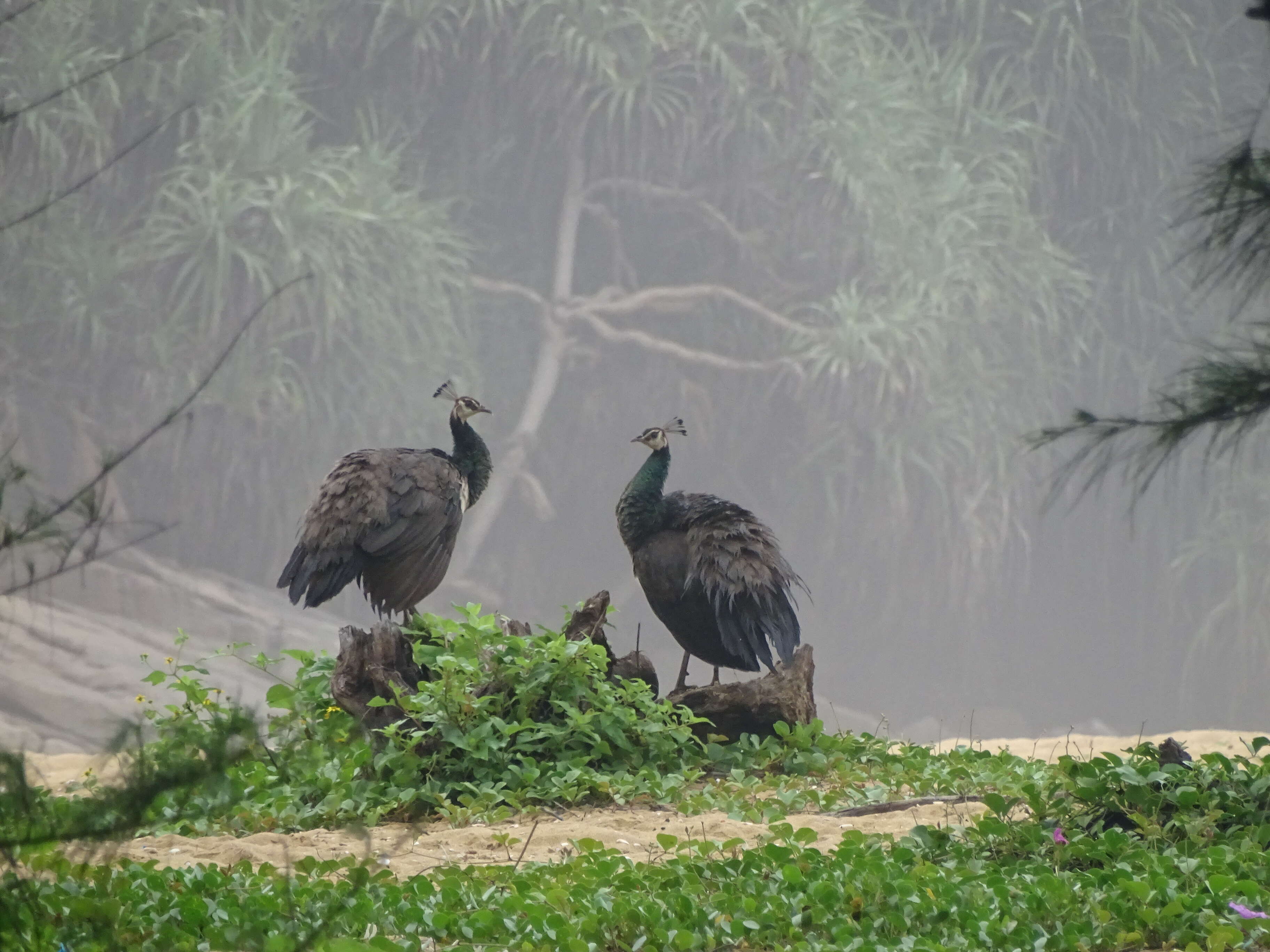 Image of Asiatic peafowl