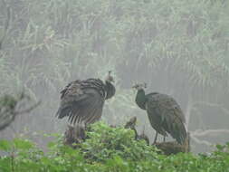 Image of Asiatic peafowl