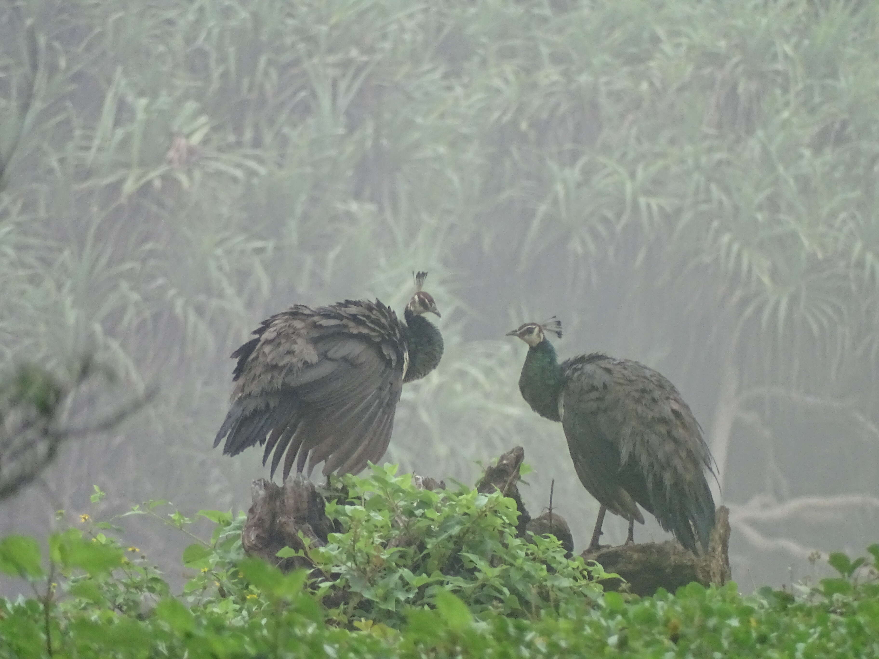 Image of Asiatic peafowl