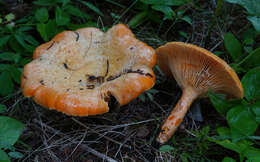 Sivun Lactarius salmonicolor R. Heim & Leclair 1953 kuva