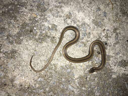 Image of Black-striped Snake