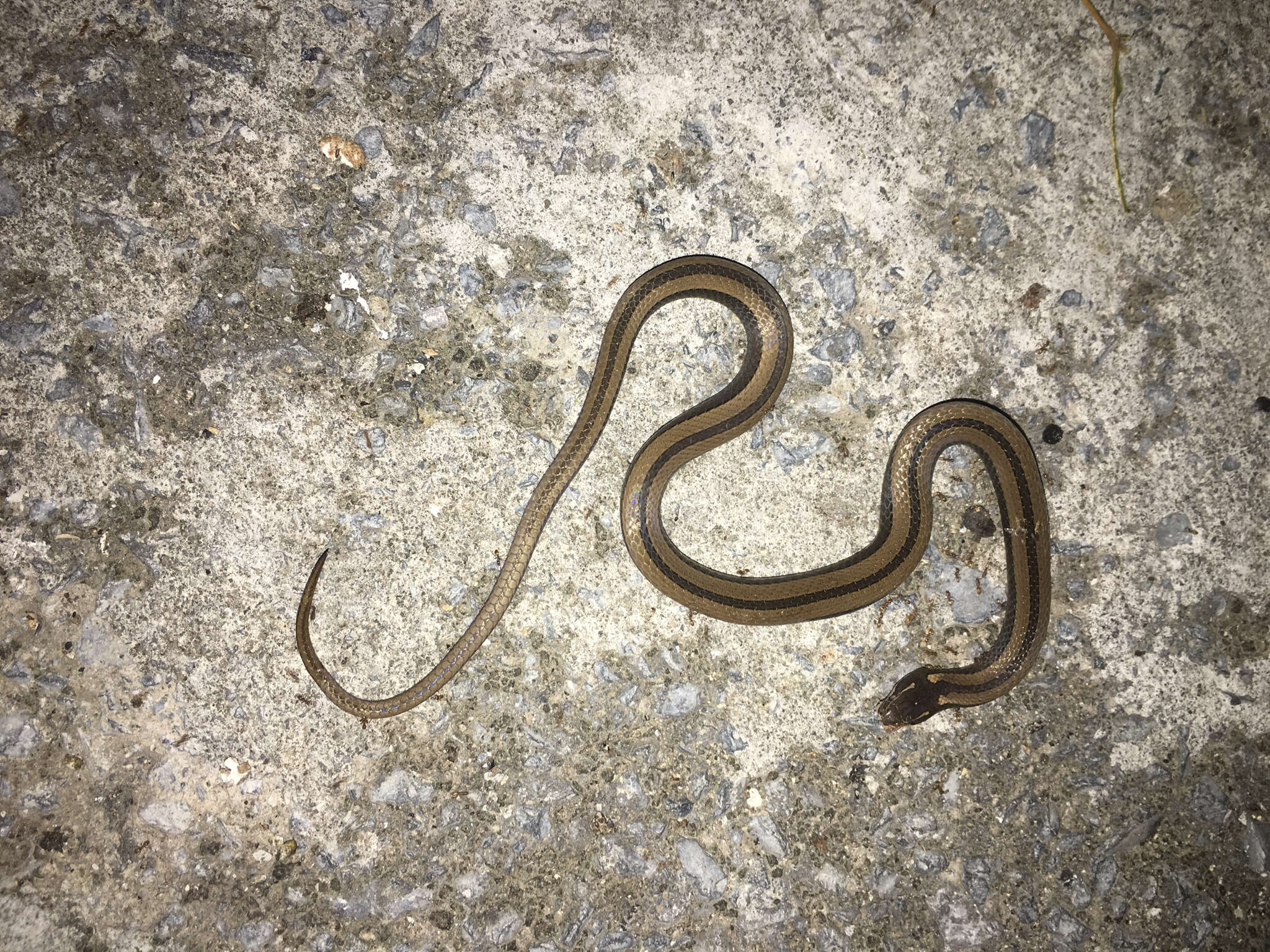 Image of Black-striped Snake