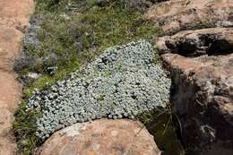 Image of Helichrysum pagophilum M. D. Henderson