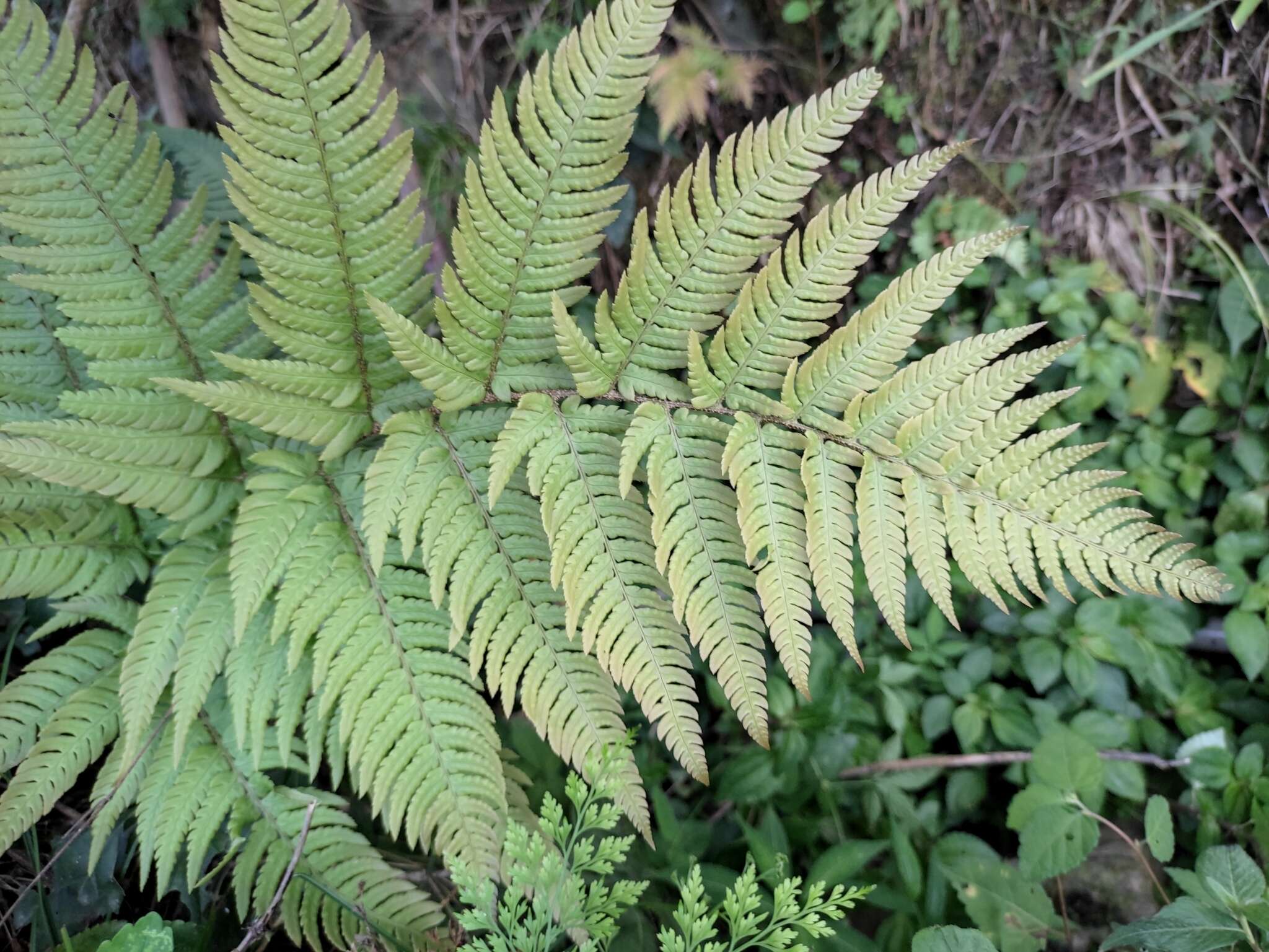 Image de Dryopteris setosa (Thunb. ex Murr.) Akasawa