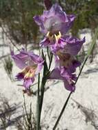 Image of Gladiolus carinatus subsp. carinatus