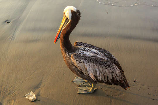 Image of Peruvian Pelican