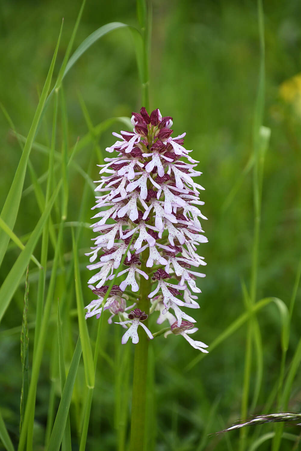 Image de Orchis hybrida (Lindl.) Boenn. ex Rchb.