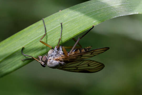 Image of Rhagio vitripennis