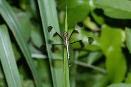 Image of Pied Paddy Skimmer