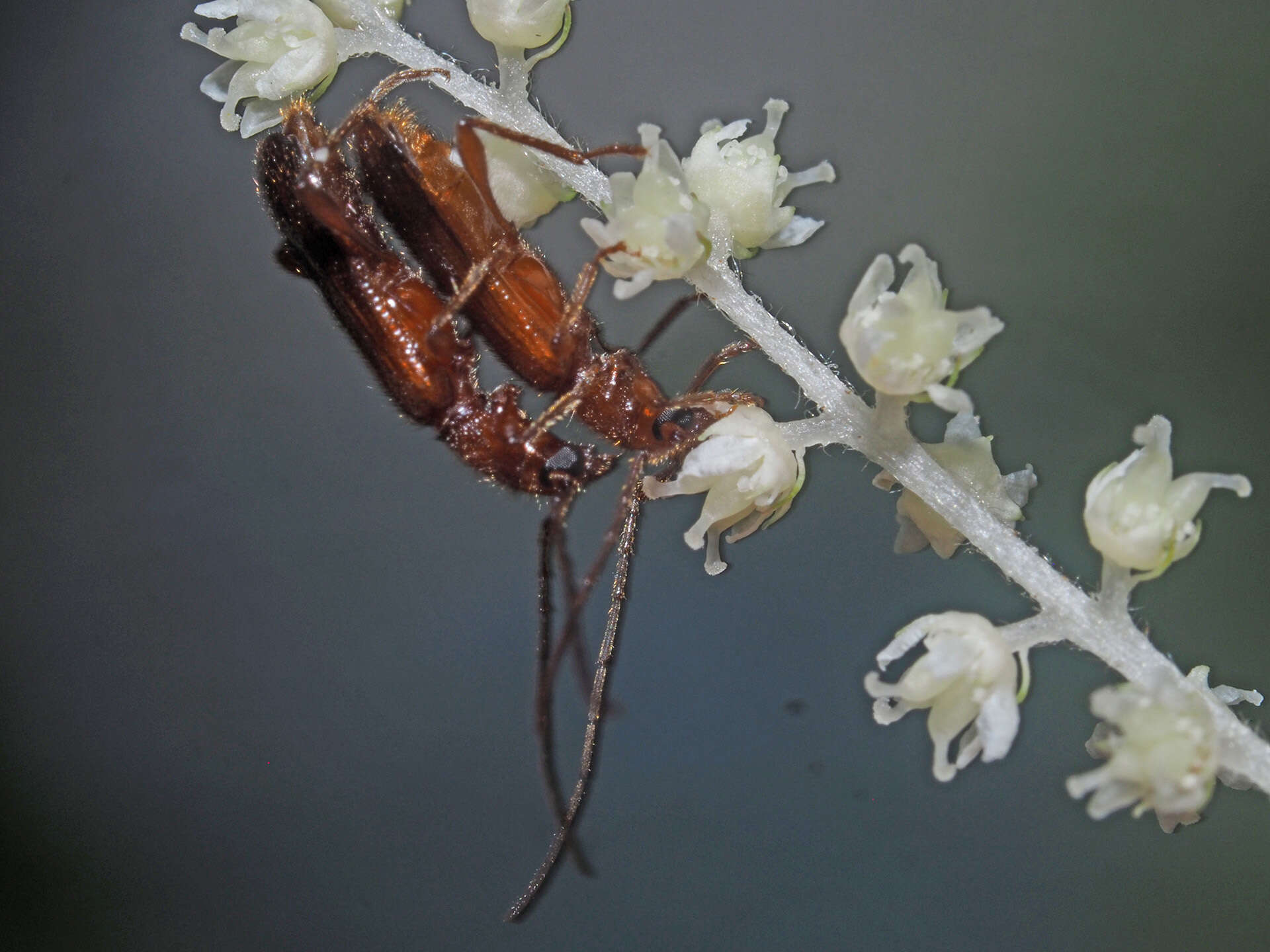 Image of Obrium brunneum (Fabricius 1793)