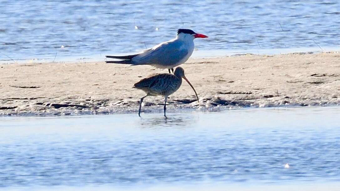 Image of Eastern Curlew