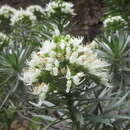 Image of Echium leucophaeum Webb ex Sprague & Hutchinson