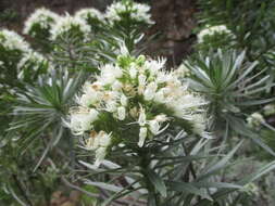 Image of Echium leucophaeum Webb ex Sprague & Hutchinson