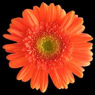 Image of Transvaal daisy