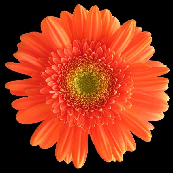 Image of Transvaal daisy