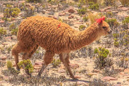 Image of Alpaca