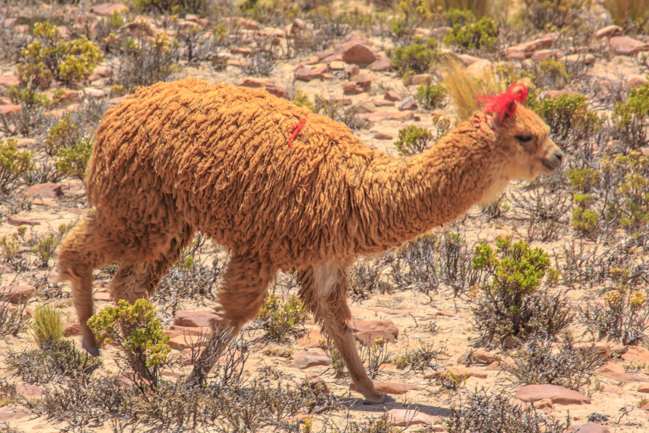 Image of Alpaca