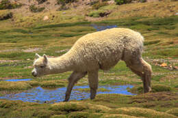 Image of Alpaca